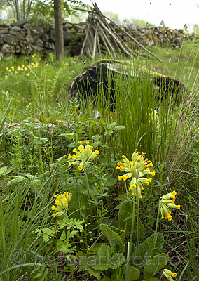 BB 05 0408 / Primula veris / Marianøkleblom